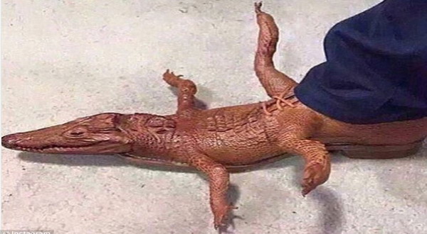 This image has an empty alt attribute; its file name is sepatu-buaya.jpg